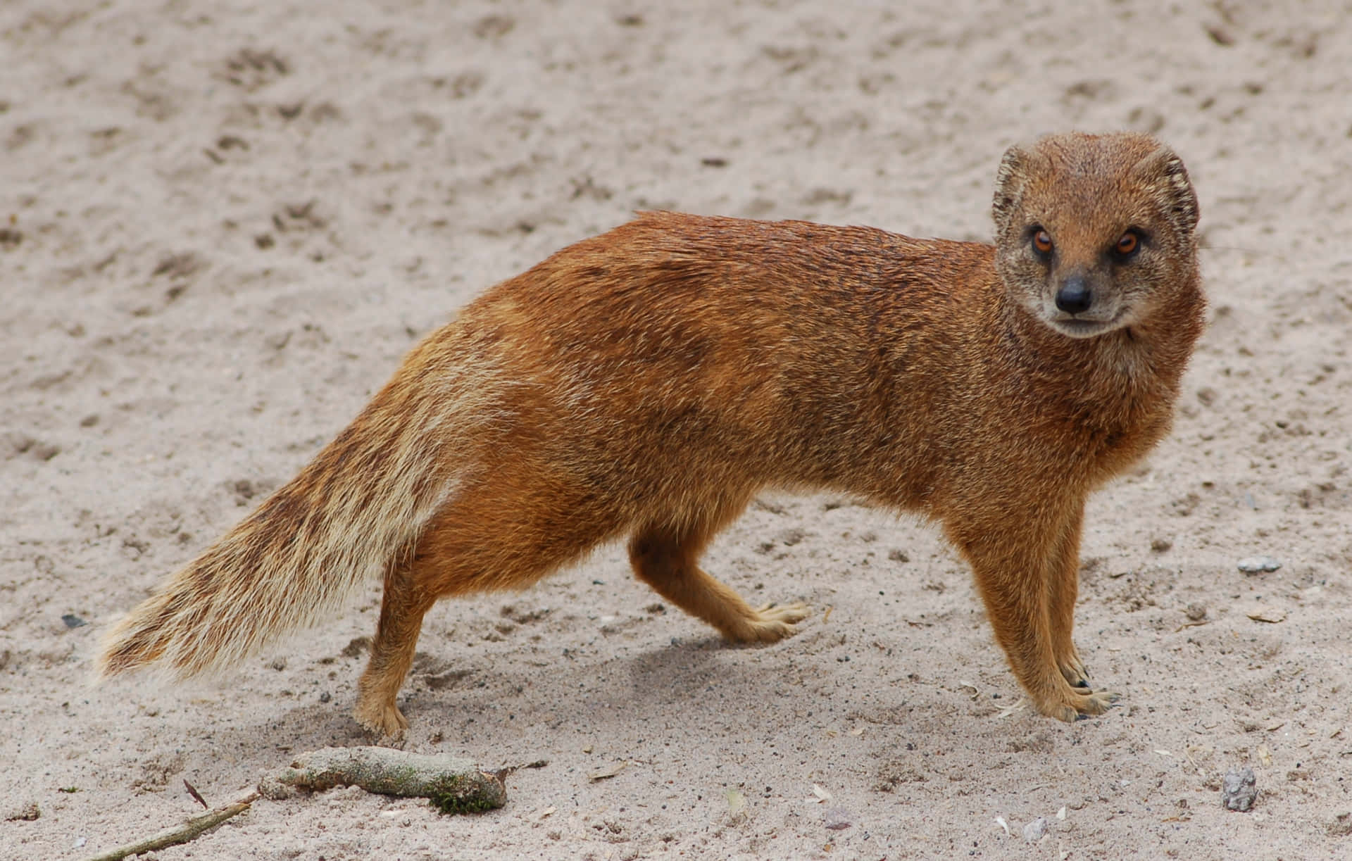 Alert Mongoose On Sand Wallpaper