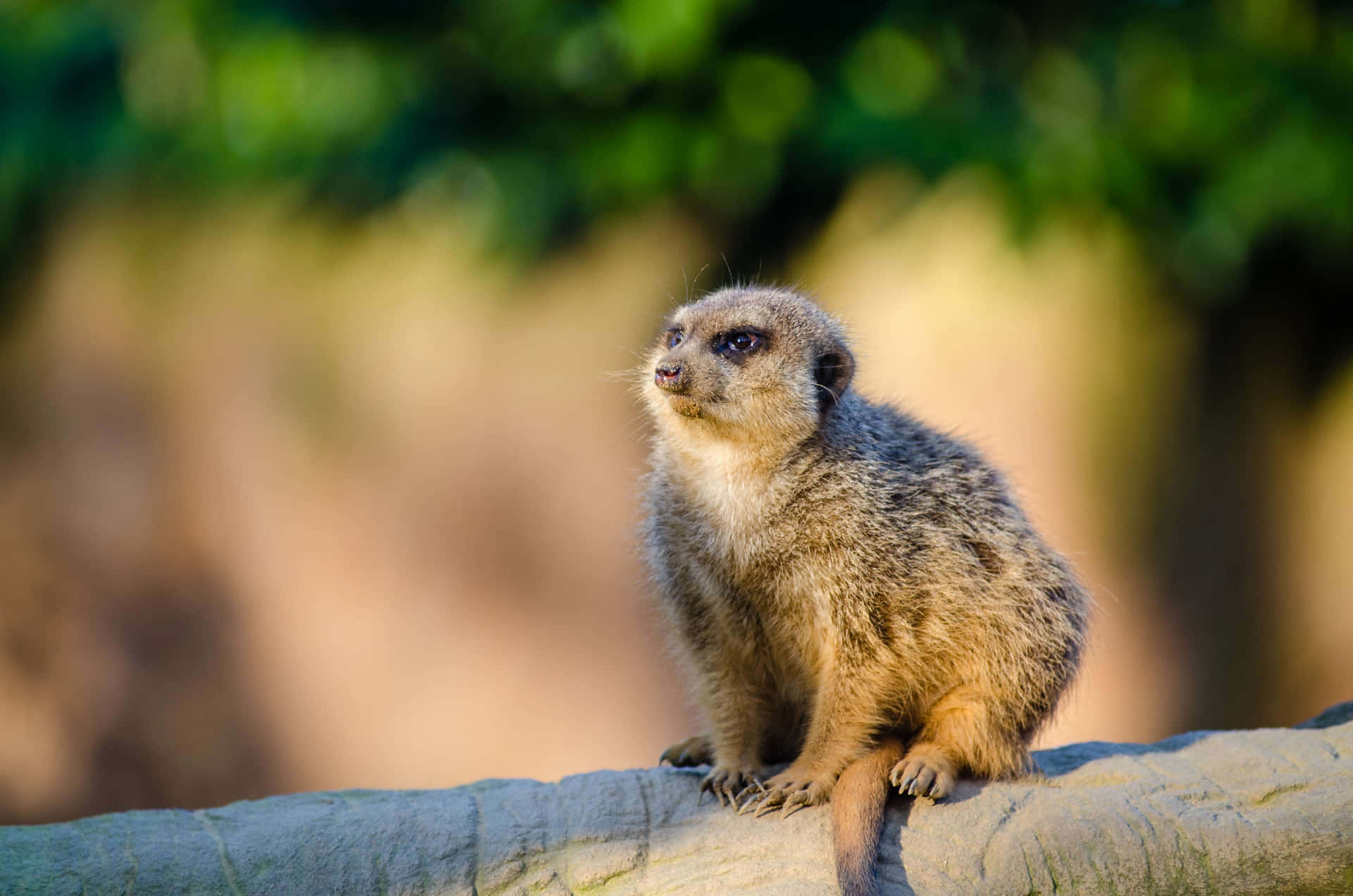 WATCH: 'Josh, f**king drive!' - Epic mongoose vs Cape Cobra 'battle of the  golf course' | The Citizen