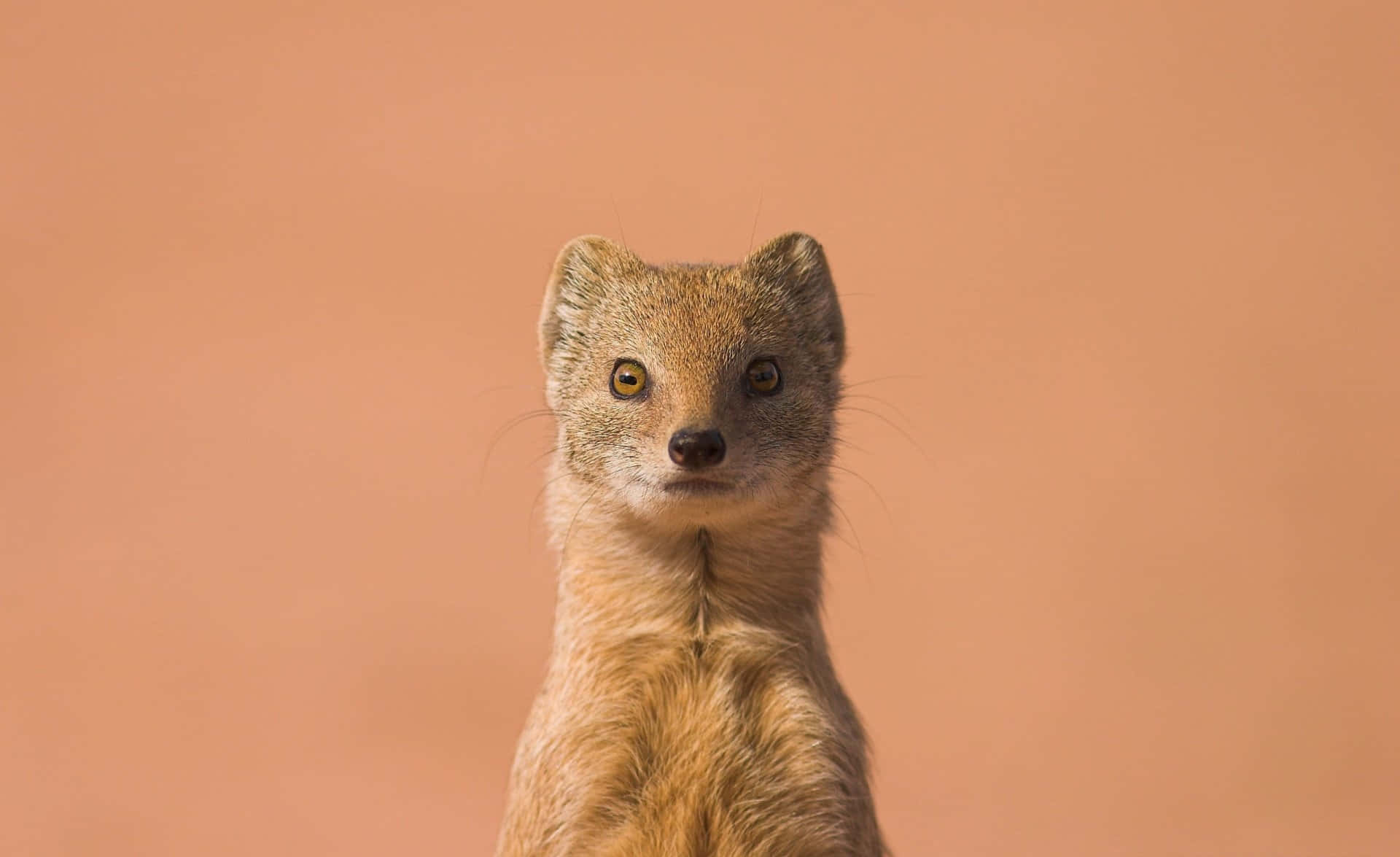 Alert Mongoose Pose Wallpaper