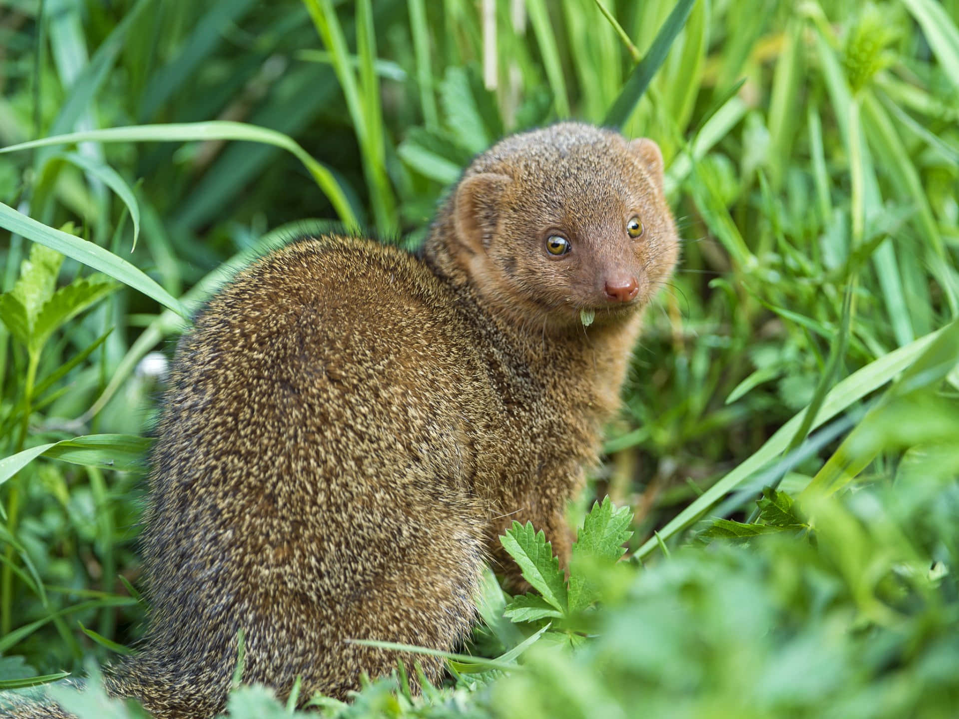 Waakzame Mongoose In Gras Achtergrond