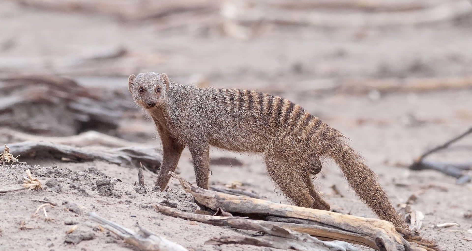 Alert Mongoose In Habitat.jpg Achtergrond