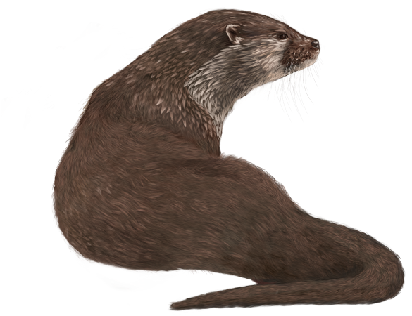 Alert Otter Profile PNG
