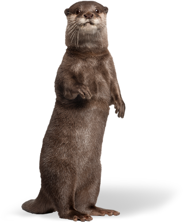 Alert Otter Standing PNG