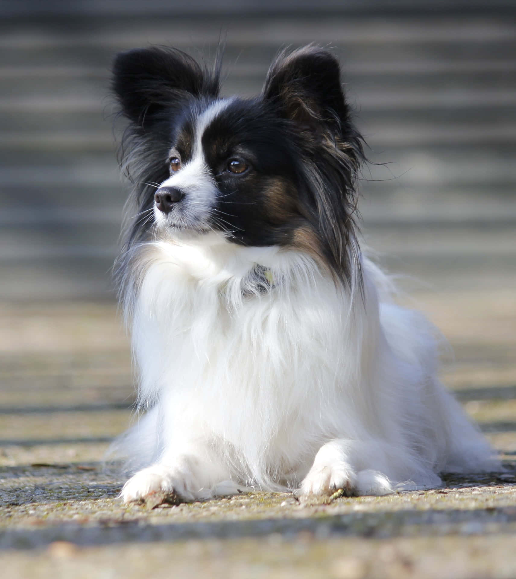 Waakzame Papillon Hond Buiten Zittend Achtergrond