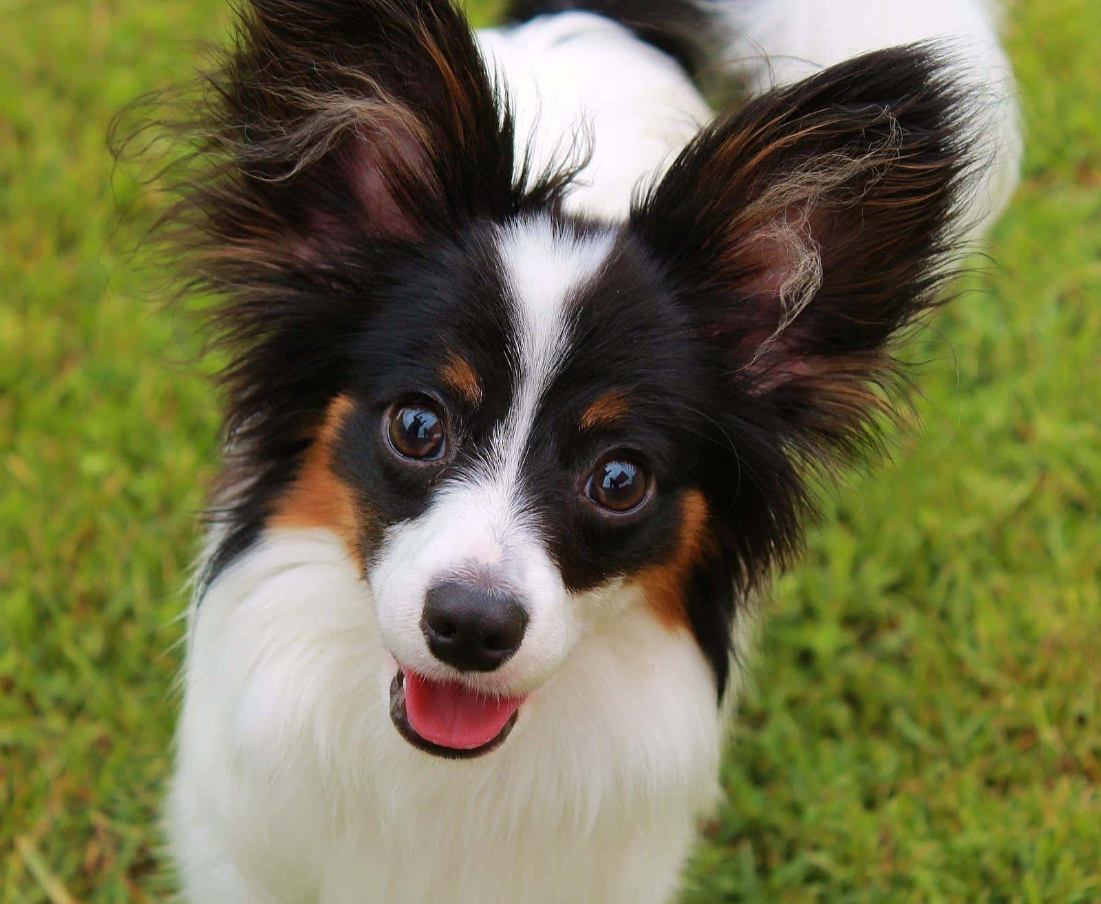 Waakzame Papillon Hond In Gras.jpg Achtergrond