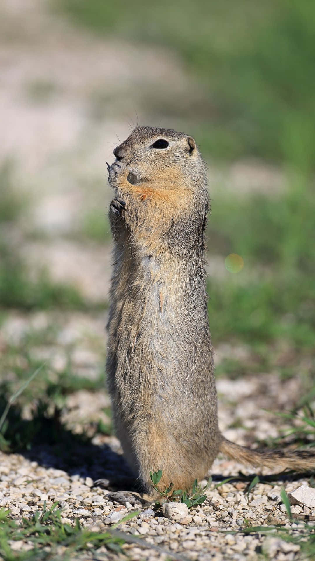 Alert Pocket Gopher Standing Wallpaper