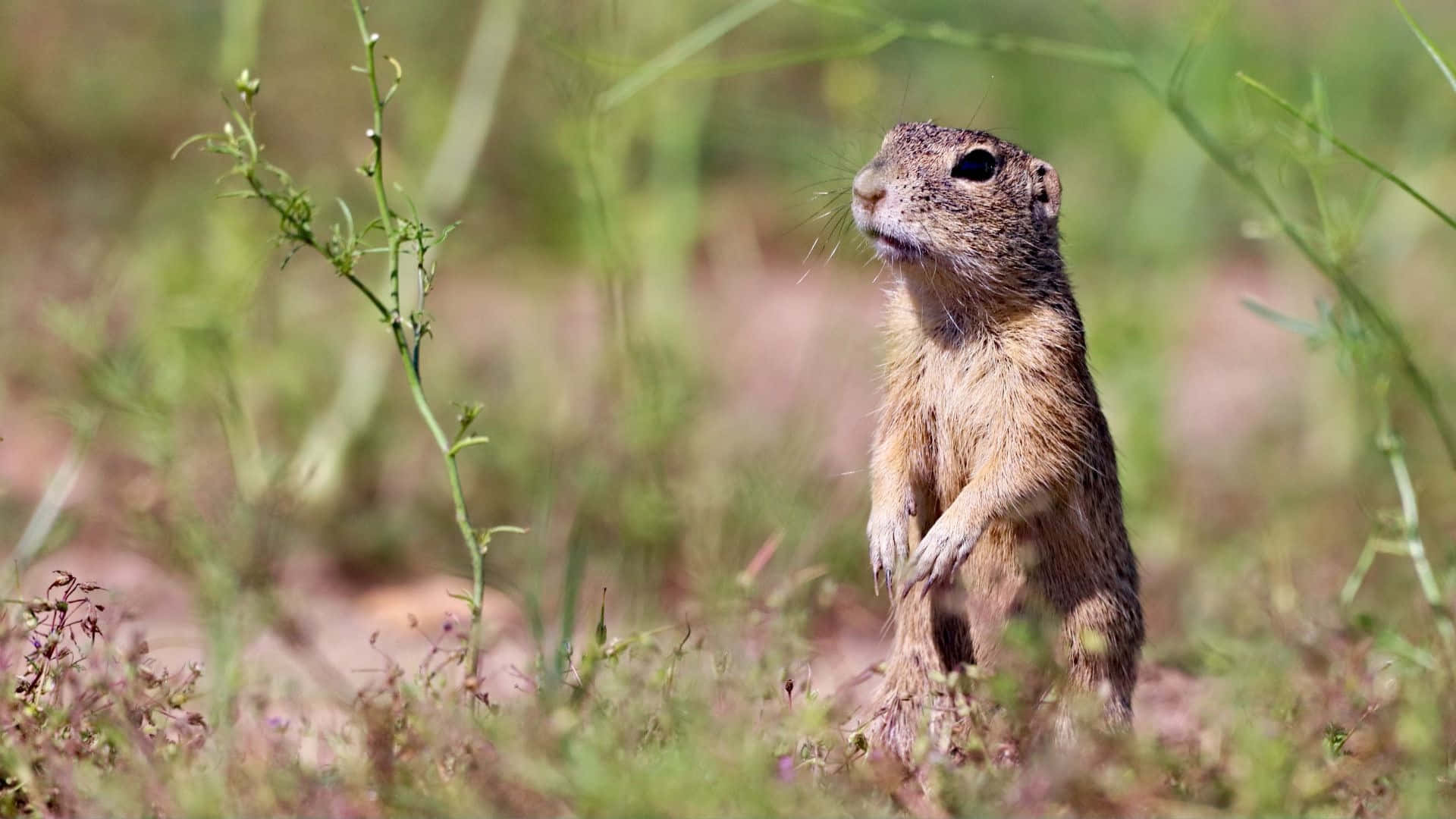 Alert Pocket Gopher Standingin Field Wallpaper