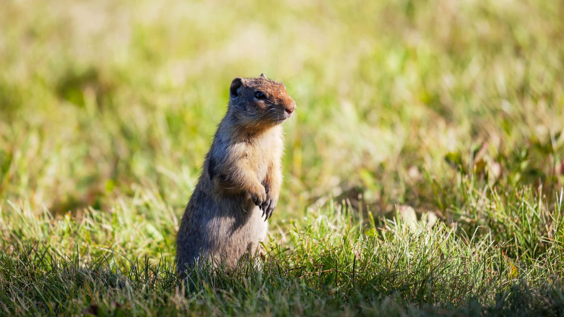 Alert Pocket Gopher Standingin Grass Wallpaper