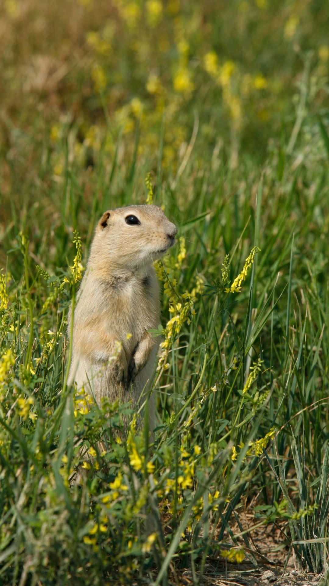 Waakzame Pocket Gopher In Het Veld Achtergrond