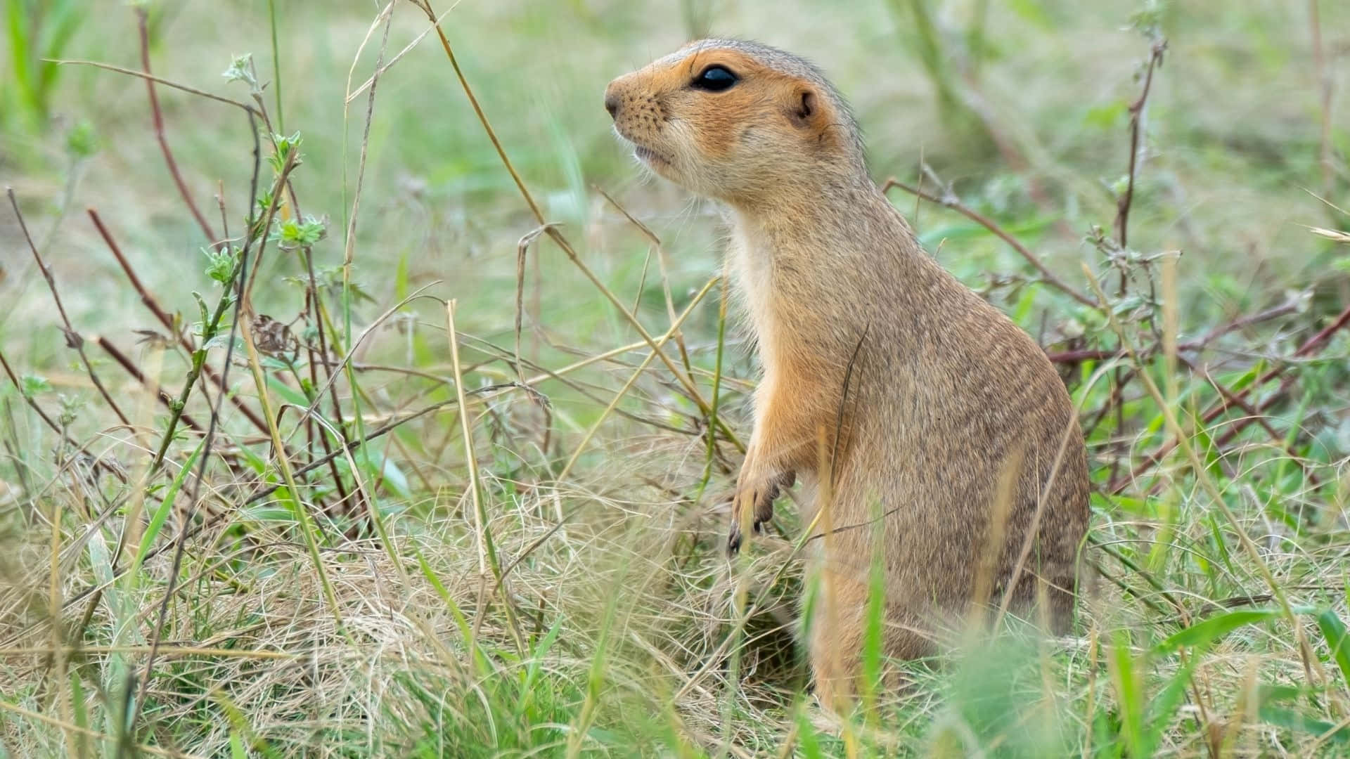 Alert Pocket Gopherin Grassy Field Wallpaper