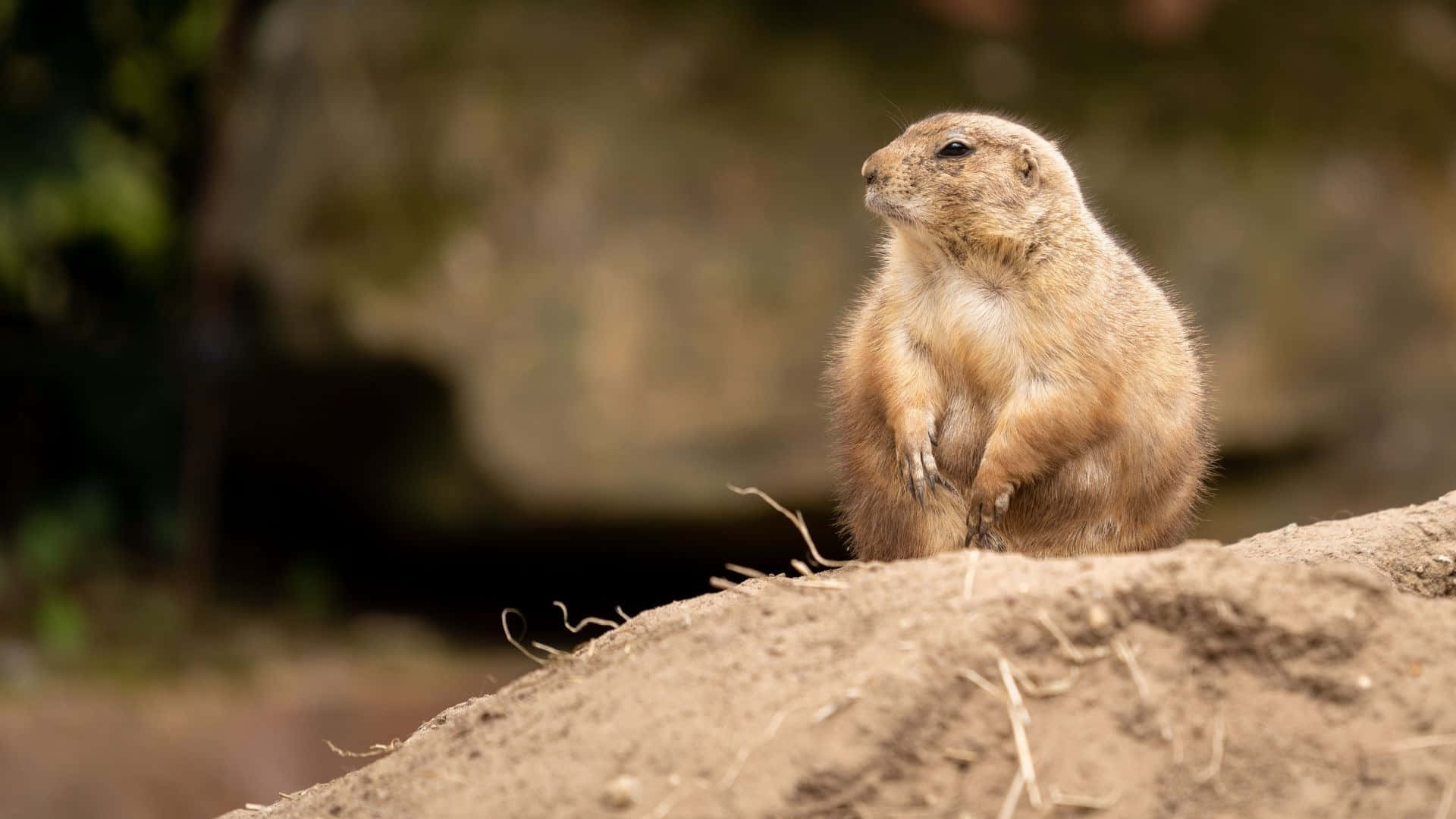 Alert Prairie Dog On Lookout.jpg Wallpaper