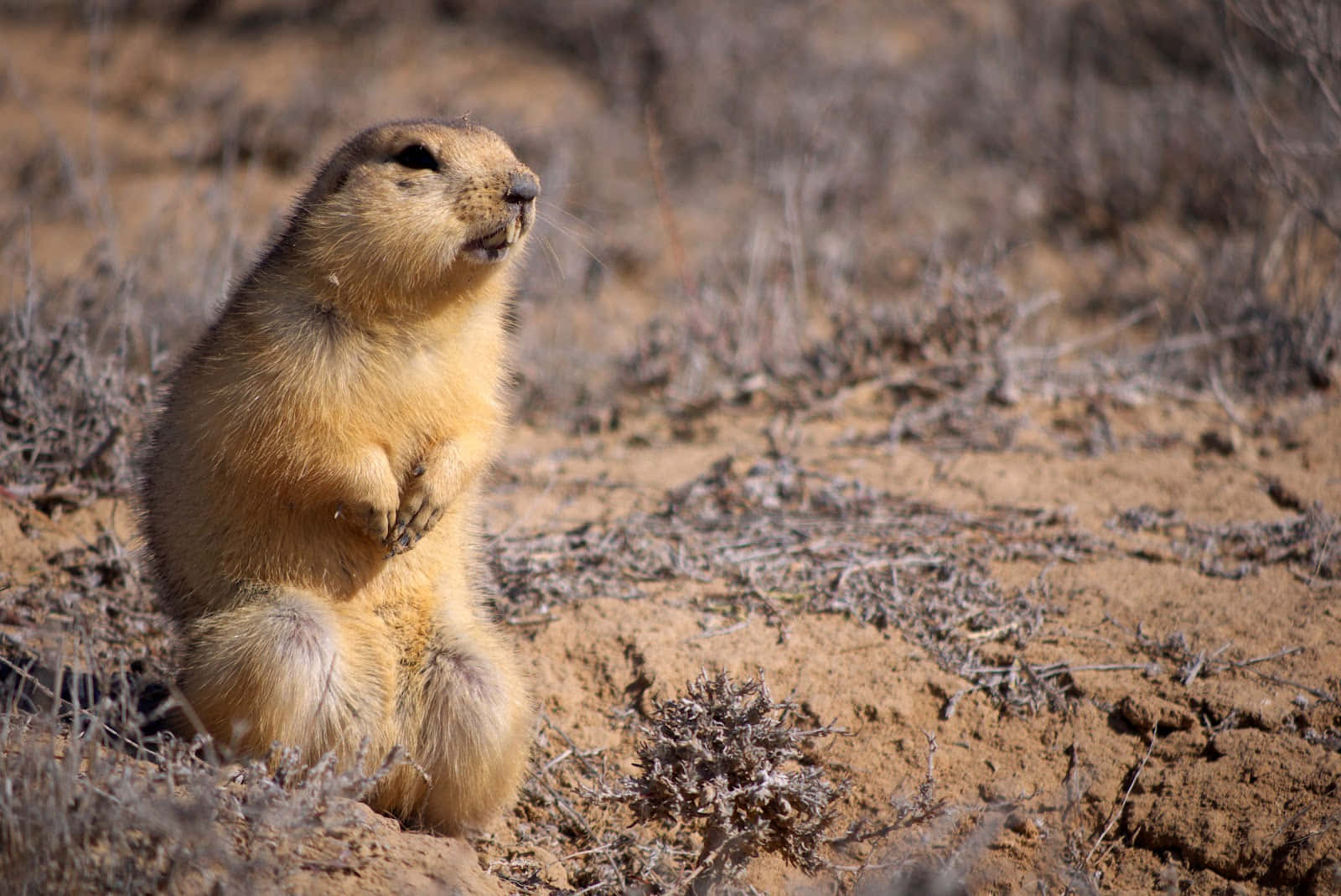 Alert Prairie Dogin Natural Habitat.jpg Wallpaper