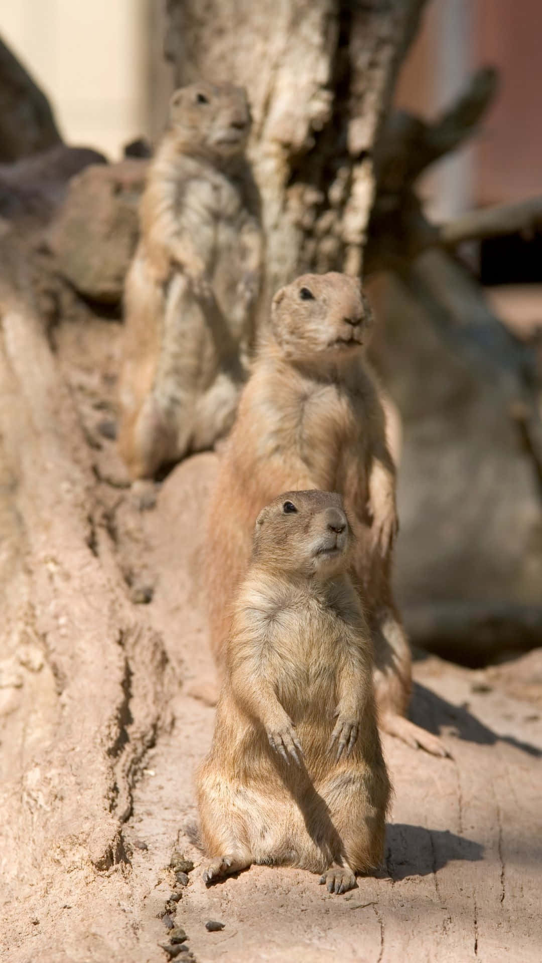 Alert Prairie Dogs Standing Watch Wallpaper