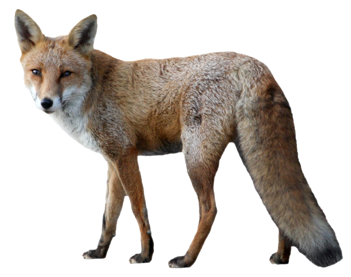 Alert Red Fox Standing PNG