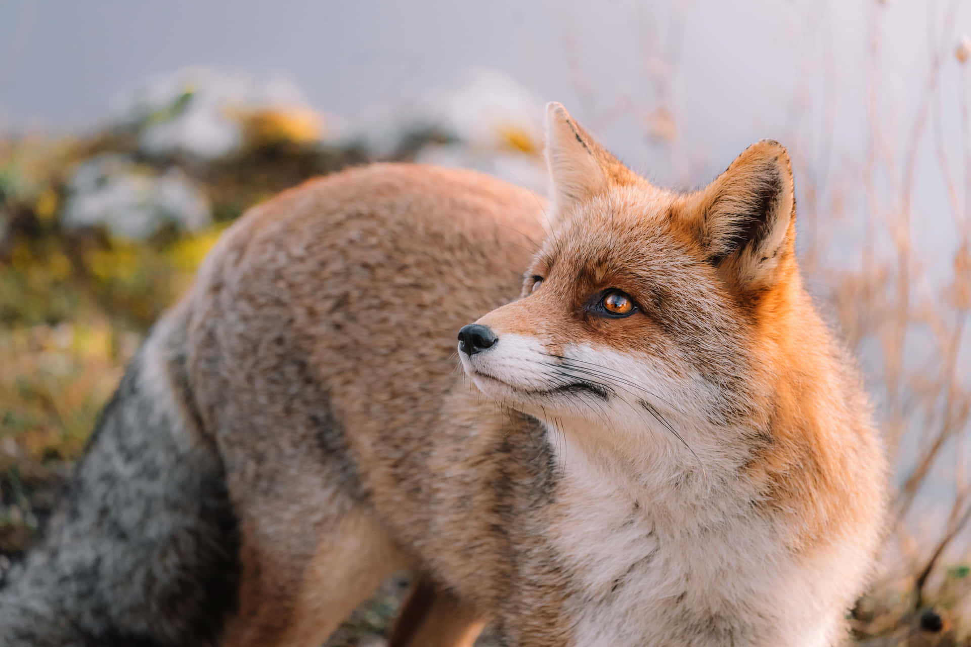 Alert Red Foxin Nature4 K Wallpaper