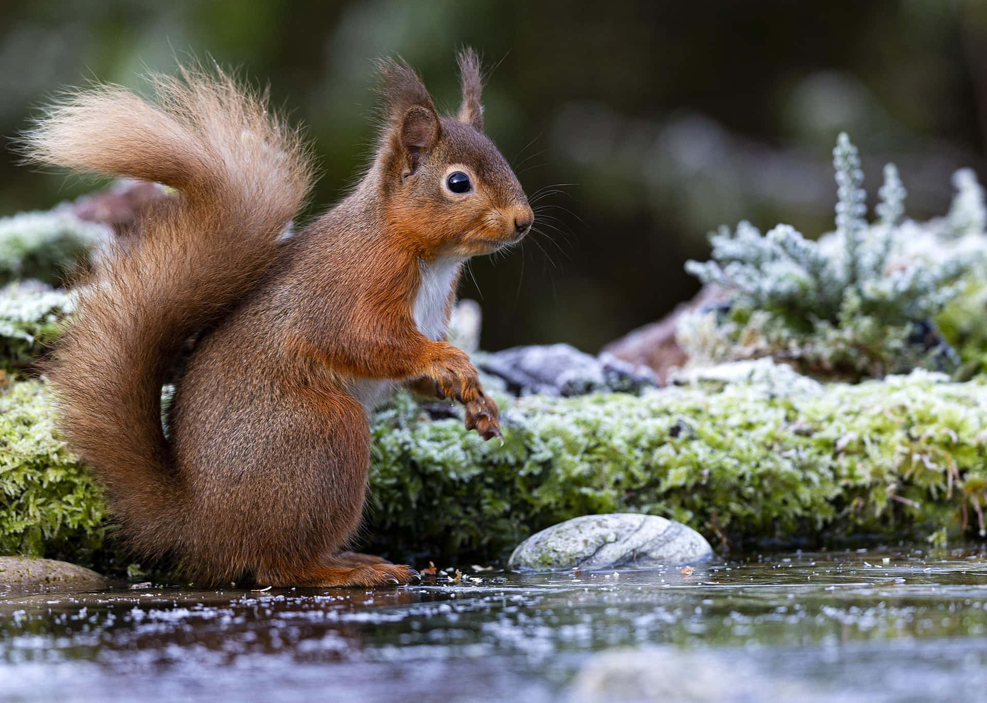 Alert Red Squirrel Beside Water Wallpaper