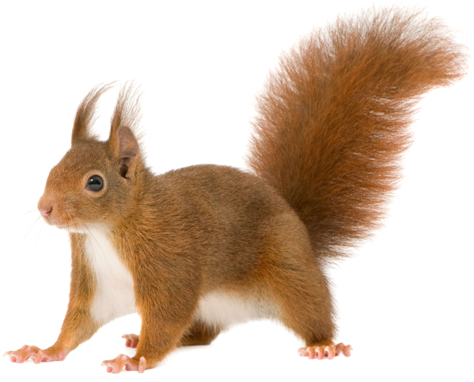 Alert Red Squirrel PNG