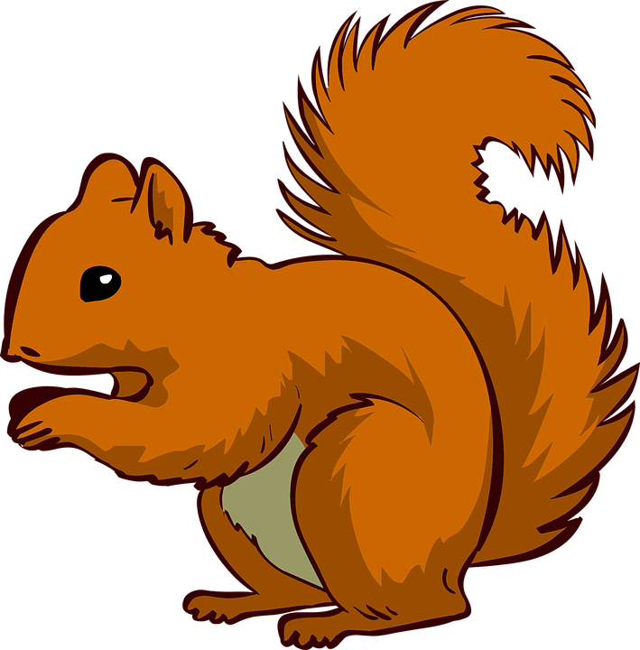 Alert Red Squirrel Illustration PNG