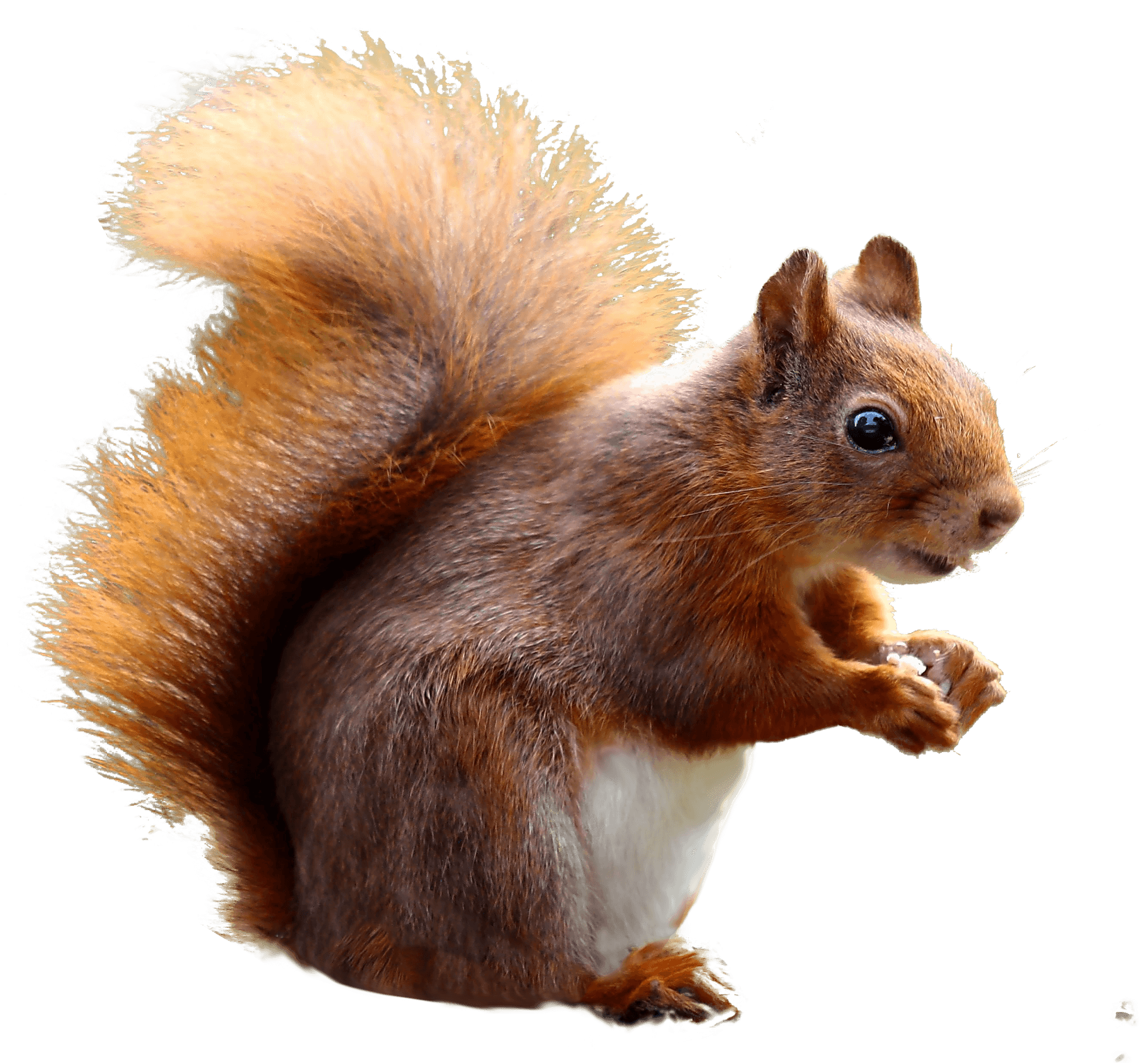 Alert Red Squirrel Profile PNG