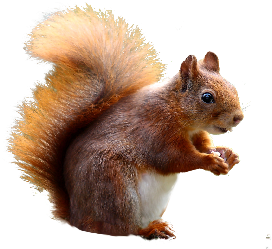 Alert Red Squirrel Profile PNG