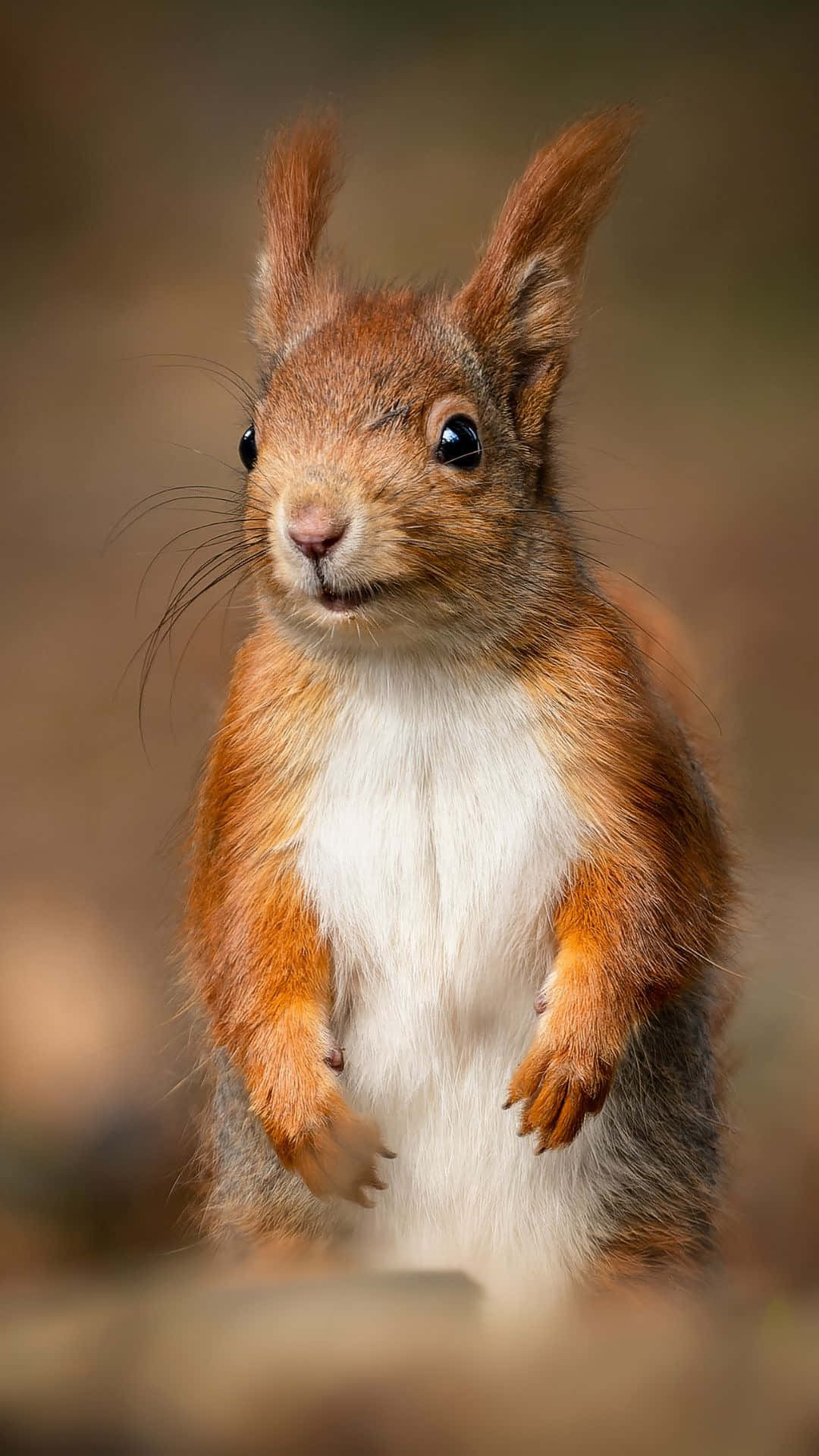 Alert Red Squirrel Standing Wallpaper