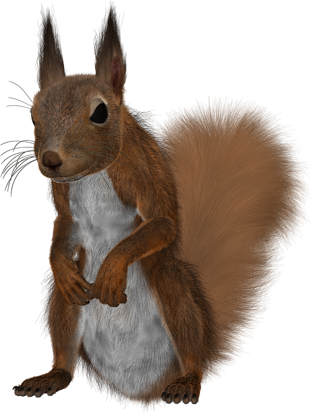 Alert Red Squirrel Standing PNG