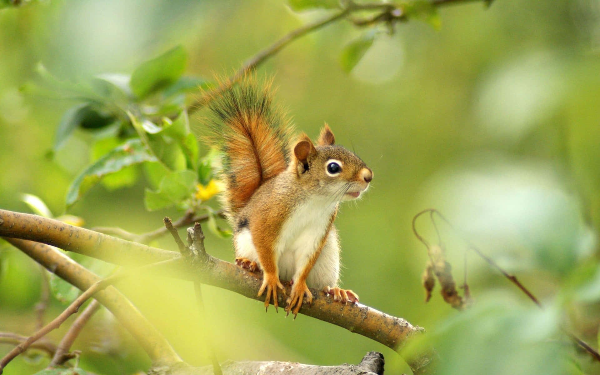 Alert Red Squirrelon Branch Wallpaper