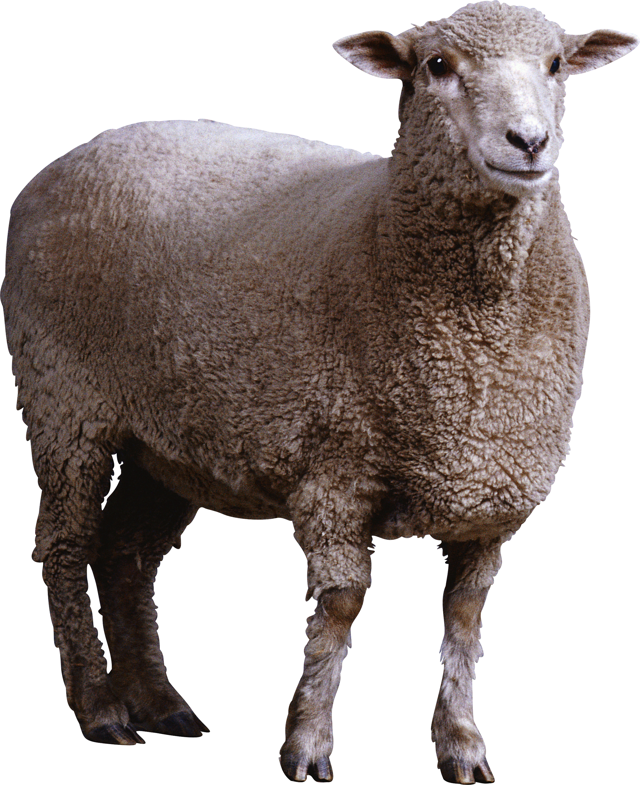 Alert Sheep Standing Transparent Background.png PNG