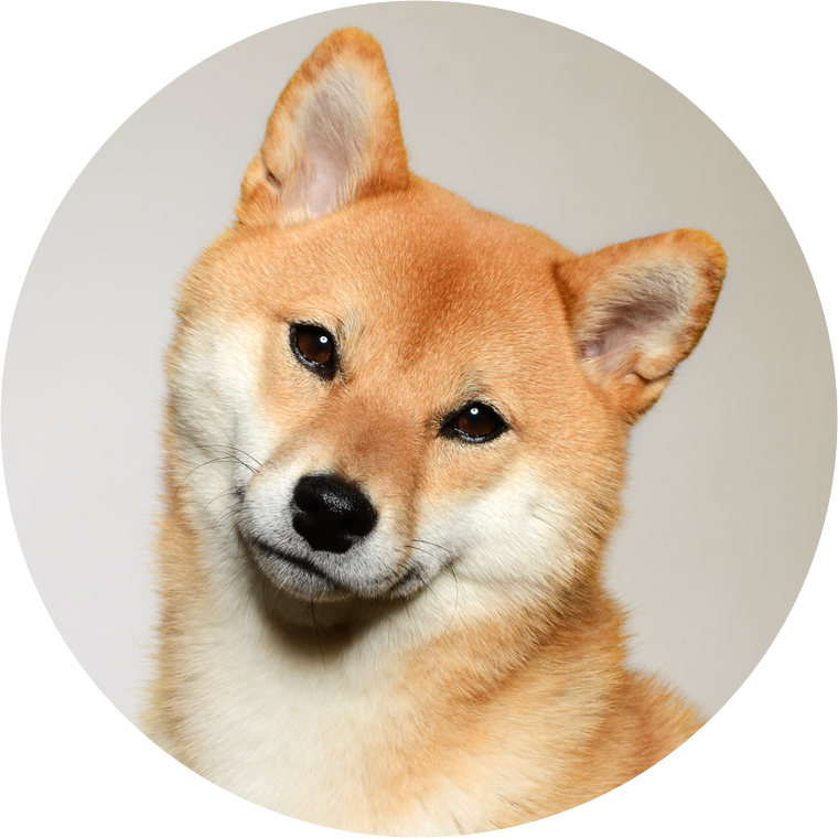 Alert Shiba Inu Portrait PNG