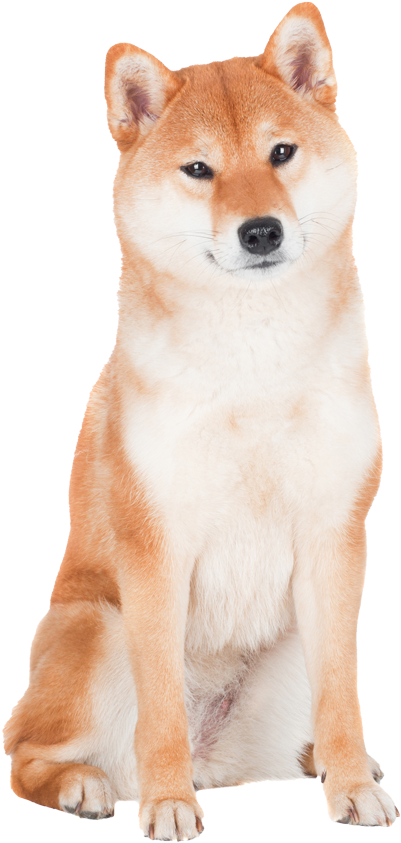 Alert Shiba Inu Sitting PNG