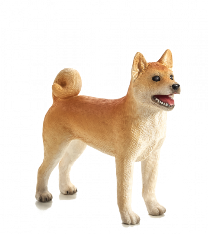 Alert Shiba Inu Standing PNG