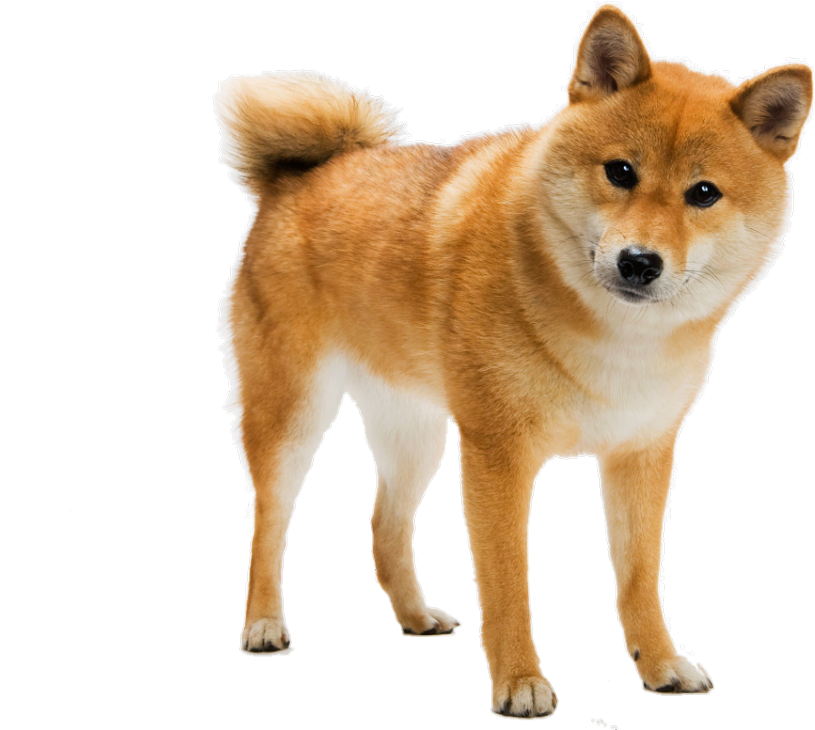 Alert Shiba Inu Standing PNG