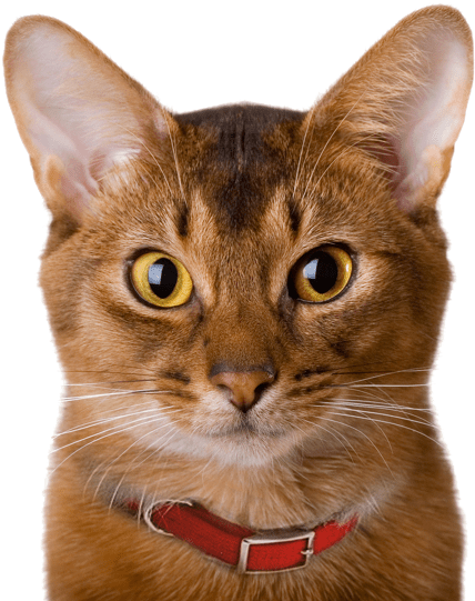 Alert Siamese Cat Portrait PNG