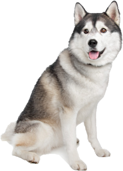 Alert Siberian Husky Dog PNG