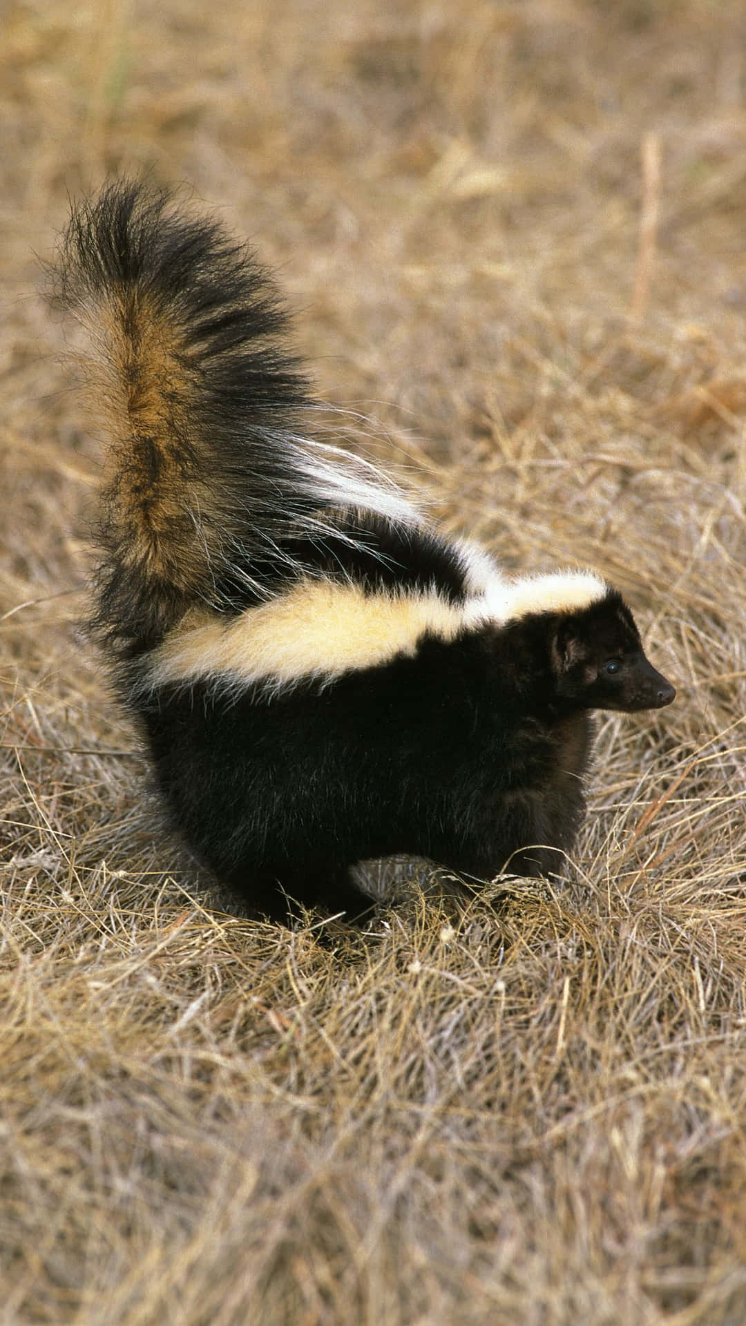 Waakzaam Stinkdier In Gras Achtergrond