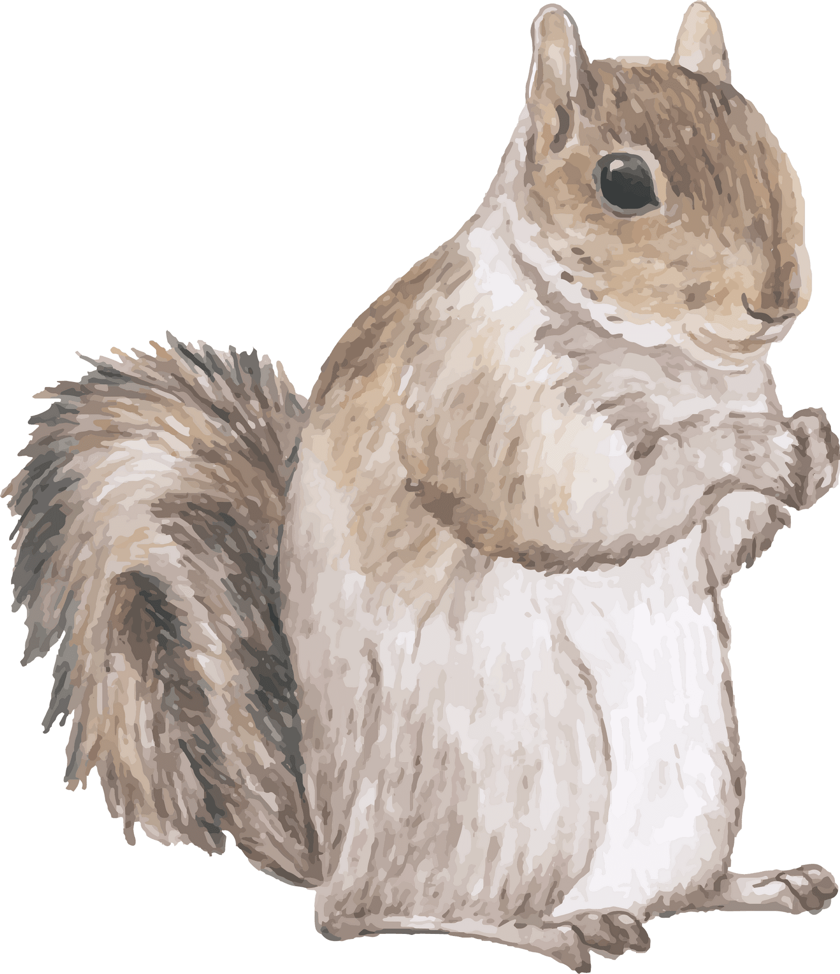 Alert Squirrel Illustration.png PNG