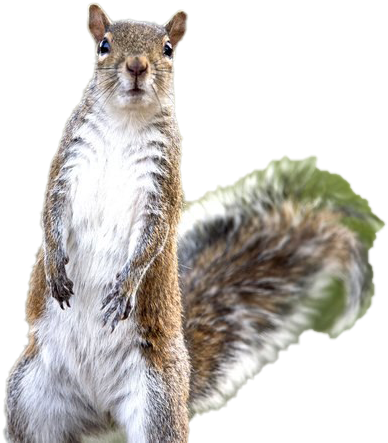 Alert Squirrel Standing PNG