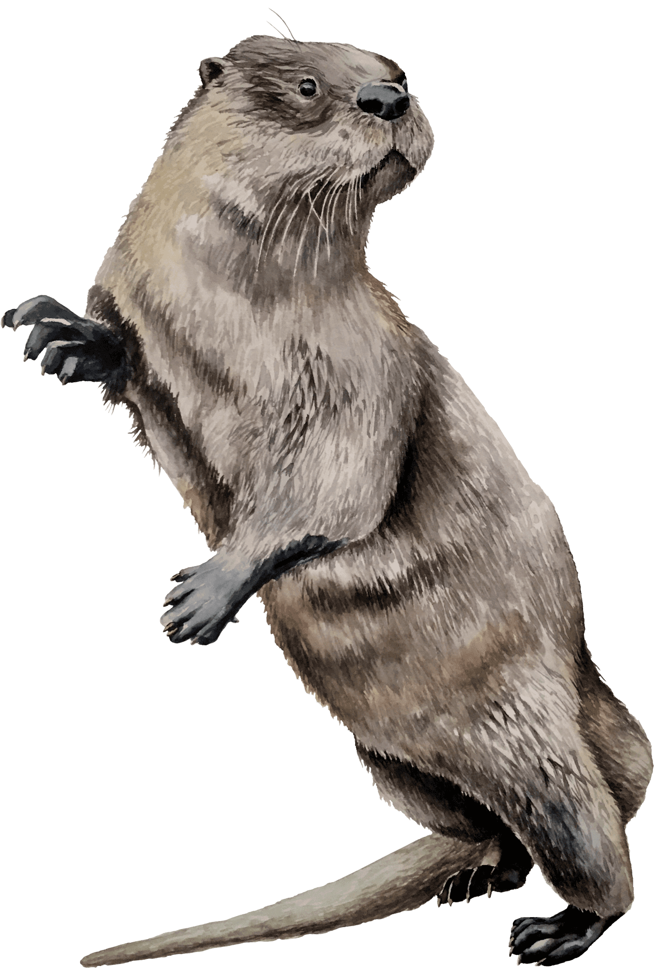 Alert Standing Otter Illustration PNG