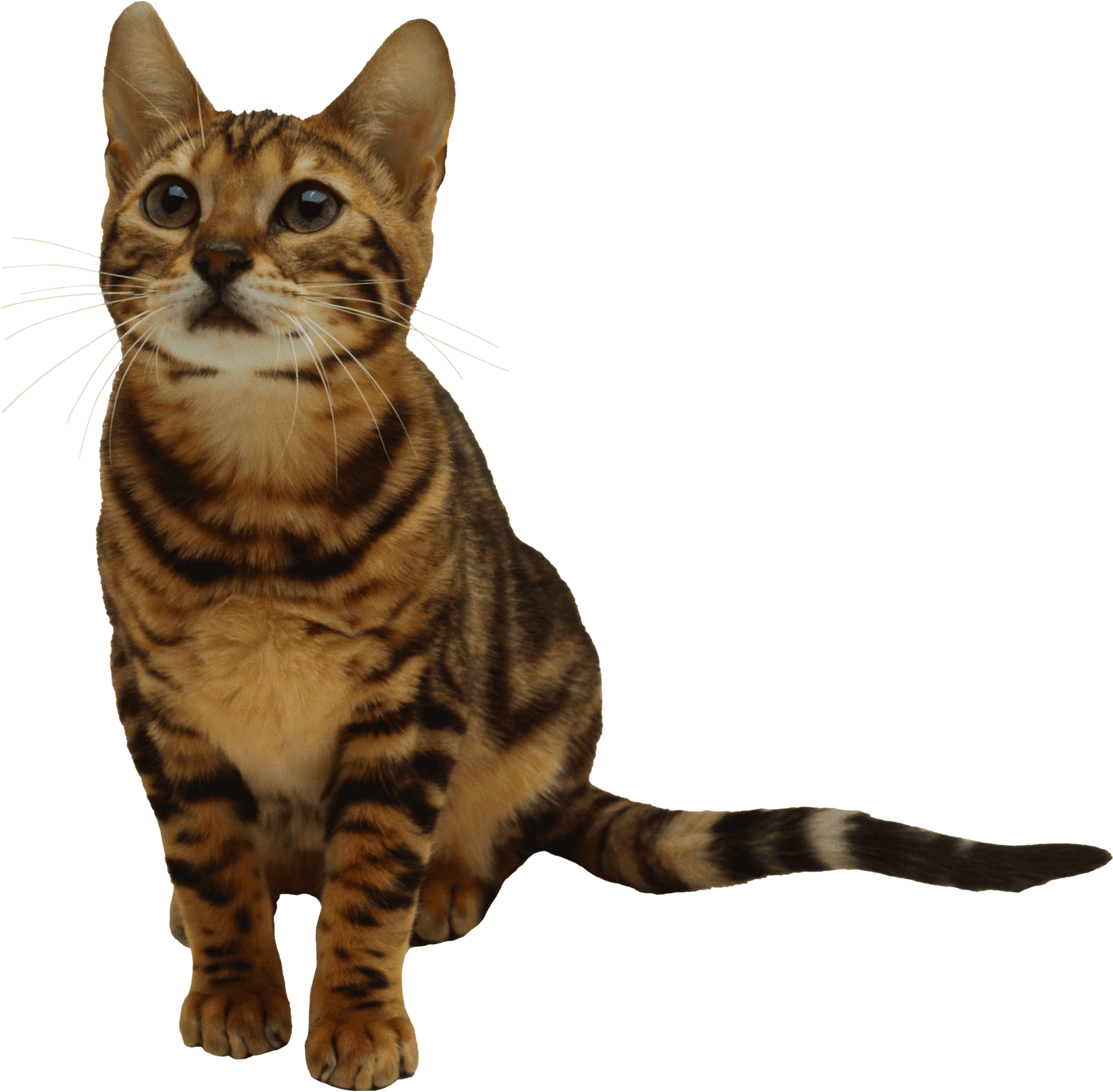 Alert Tabby Kitten Portrait PNG