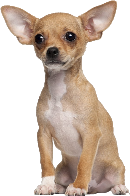 Alert Tan Chihuahua Puppy PNG