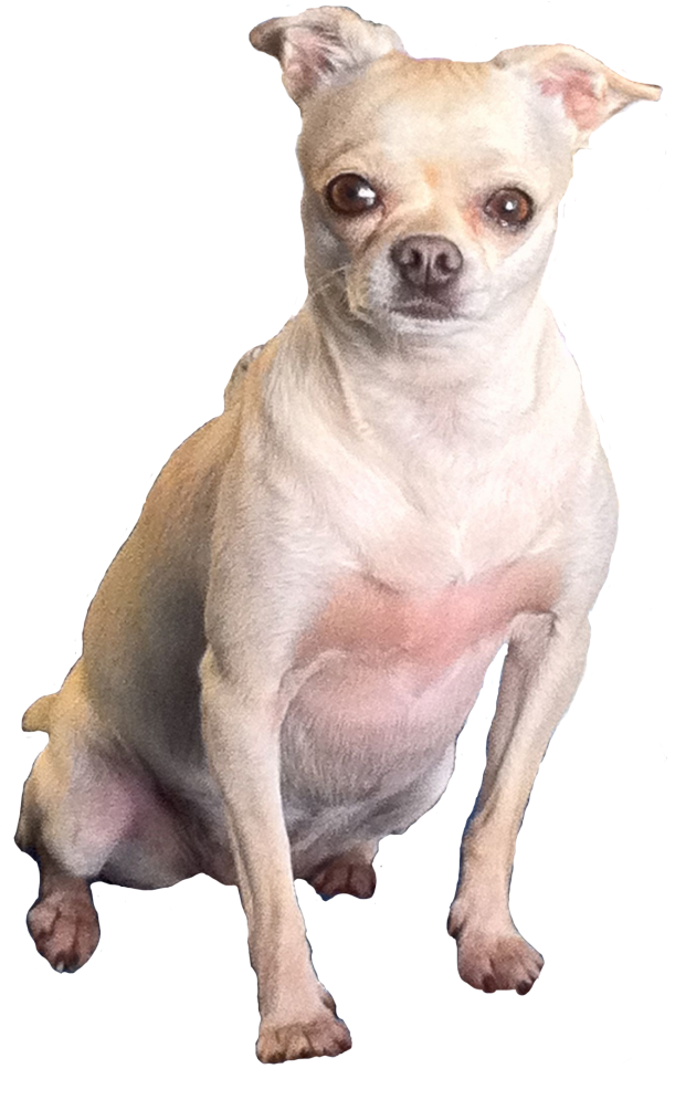 Alert Tan Chihuahua Sitting PNG