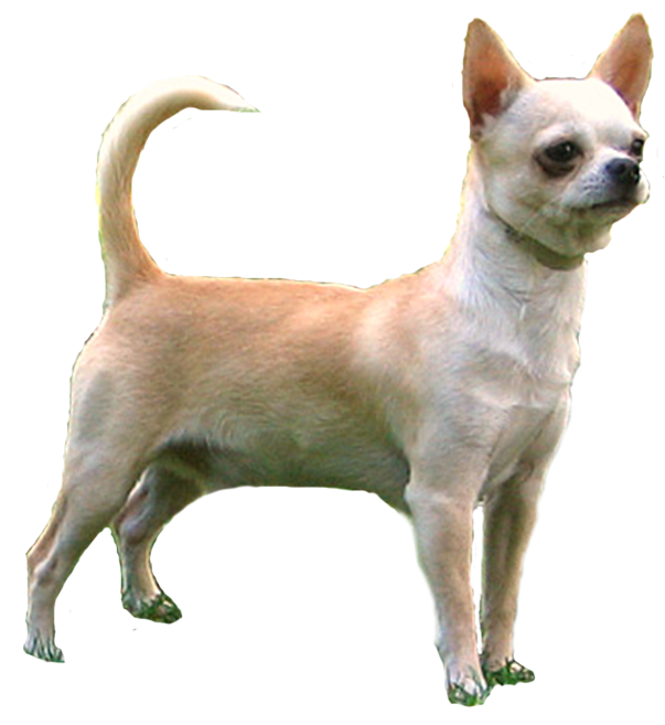 Alert Tan Chihuahua Standing PNG