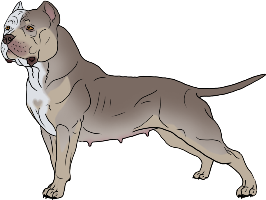 Alert Tan Pitbull Illustration PNG