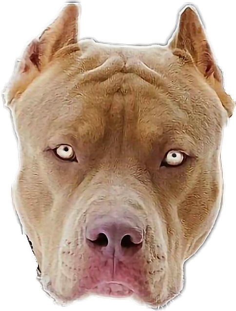 Alert Tan Pitbull Portrait PNG