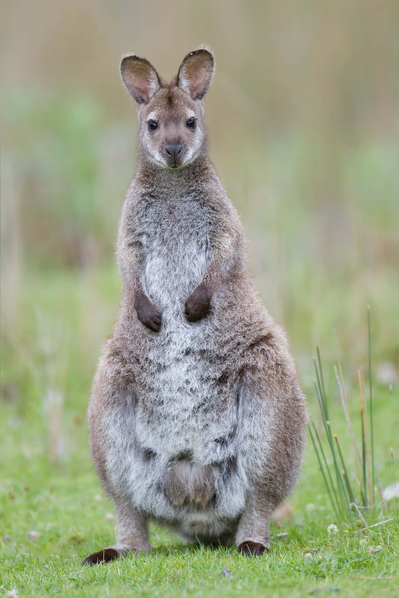 Alert Wallabyin Grassland.jpg Wallpaper