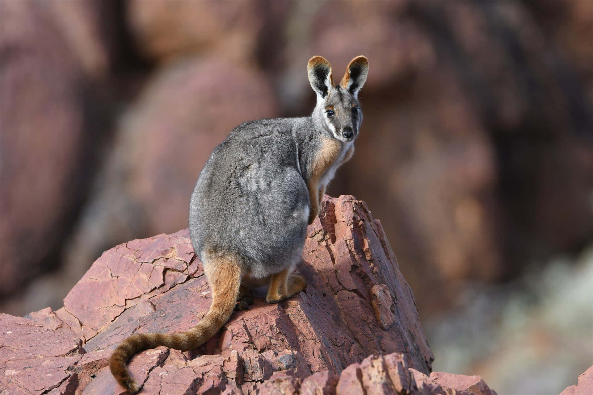 Alert Wallabyon Rocky Outcrop Wallpaper