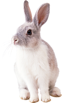 Alert White Rabbit Black Background.jpg PNG