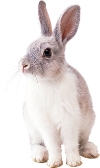 Alert White Rabbit Portrait PNG