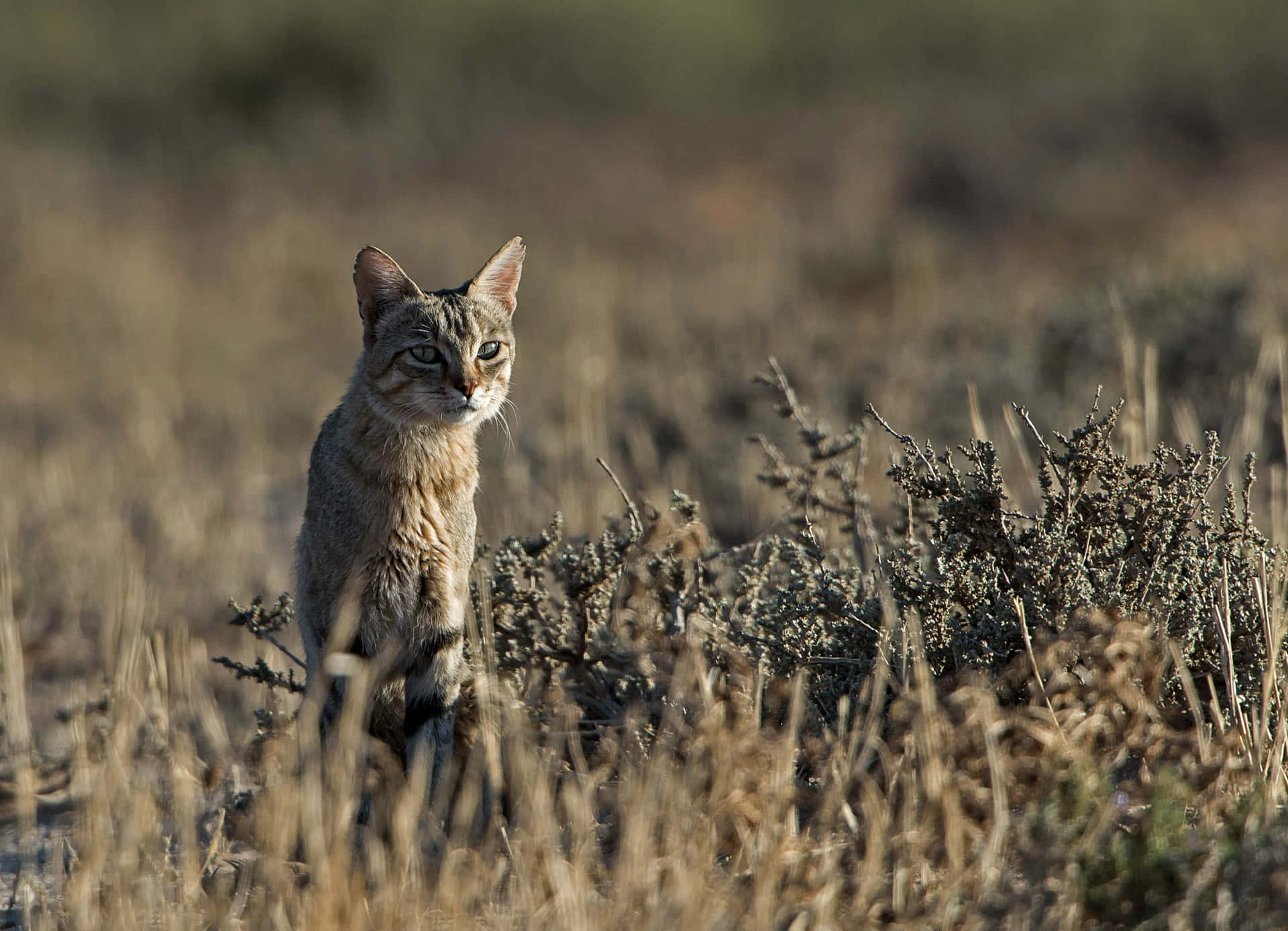 Alert Wildcatin Natural Habitat Wallpaper