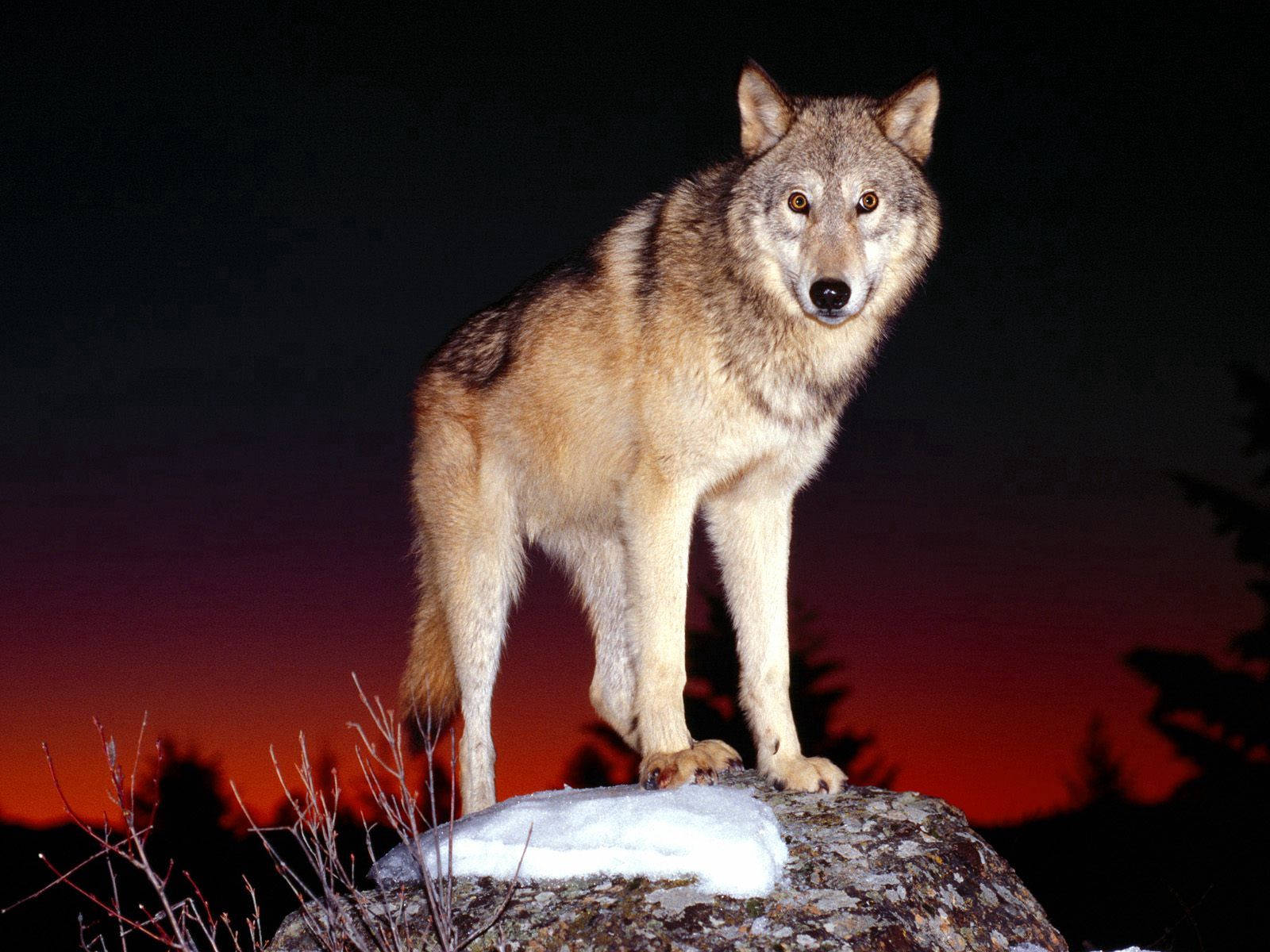 An alert Wolf at Night Wallpaper